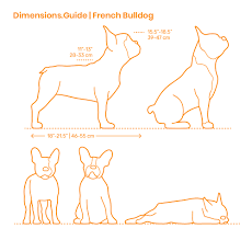 Bouledogue or bouledogue français) is a breed of domestic dog, bred to be companion dogs. French Bulldog Dimensions Drawings Dimensions Com