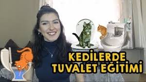 Kedi Tuvalet Egitimi Nasil Verilir Kedi Blog