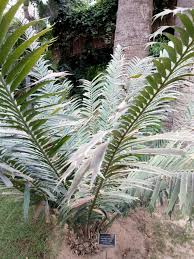 Image result for Encephalartos gratus