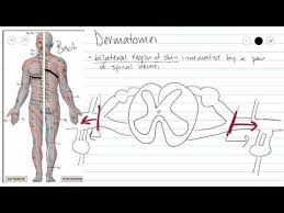 dermatomes physiopedia