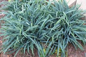 Image result for Carex lycurus
