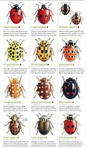 Pin By Jayne Lm On Nature Bugs And Insects Ladybird Ladybug Larvae