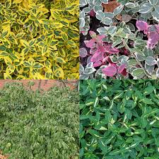 Image result for Euonymus fortunei