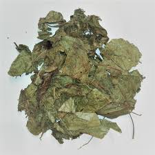 Image result for Alchornea hirtella