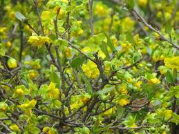 Image result for Ochna ovata