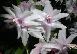 Unlike most cacti, which typically grow in arid environments, christmas cacti are native to the rain forests of brazil, where they grow high up within. Caring For Holiday Plants In The New Year Cce Suffolk Long Island Gardening