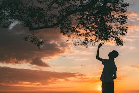 Huge collection, amazing choice, 100+ million high quality, affordable rf and rm images. Silhouette Of Man Standing Under Tree During Sunset Free Stock Photo