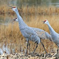 In compilation for wallpaper for sandhill crane, we have 25 images. Lesser Sandhill Crane And Greater Sandhill Crane California Ricelands Waterbird Foundation