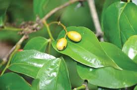 Image result for Olacaceae