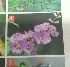 Maybe you would like to learn more about one of these? Apa Nama Bunga Ini Darimana Asalnya Apa Manfaatnya Brainly Co Id