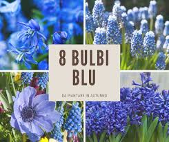Preferite i bulbi da fiore per le bordure delle aiuole, come gli iris e i. Gli 8 Bulbi Dai Fiori Blu Piu Belli Giardinaggio Fiori Animali E Centinaia Di Articoli Passo Passo