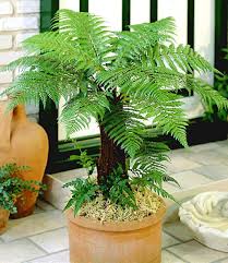 Baumfarn Im 9cm Topf Sommerblumen Fur Kubel Bei Baldur Garten Winterharte Pflanzen Garten Garten Pflanzen Pflanzen