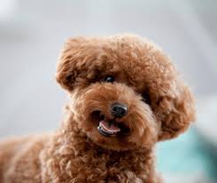 This hair cut shortens all of the dog's hair so that it's no more than 2 inches in length. Teddy Bear Cut For Poodles And Doodles Spiritdog Training