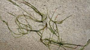 Image result for Potamogeton octandrus