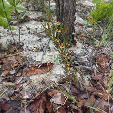 Image result for Multidentia concrescens