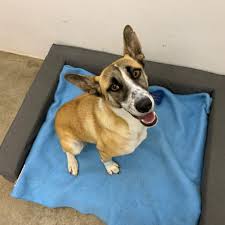 Our rochester hills location is no longer having cat and dog adoptions. Dogs Cape Of Good Hope Spca