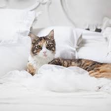 Also haben wir die zeiten immer weiter nach vorne gelegt, sodaß er irgendwann um 8 im bett war und siehe da: Bringe Deiner Katze Bei Nicht Ins Bett Zu Gehen Tierisch Wohnen