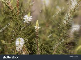 Image result for Hebenstretia angolensis