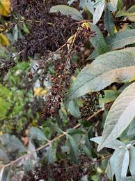 Image result for Buddleja asiatica