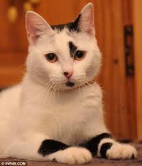 In 2012, my cat started licking and eating the hair off her belly. Breast Cancer My Kitten Alerted Me To My Cancer Because She Kept Jumping On My Breast Daily Mail Online