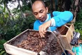 Bentuk sarang kelulut berbeza daripada sarang lebah madu. Menikmati Legitnya Keuntungan Madu Kelulut Antara News Kalimantan Selatan