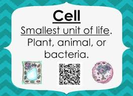 Levels Of Organization Interactive Qr Word Wall Word Wall High School Science Secondary School Science