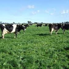 Emerging Cattle Diseases Major Concern Farm Online Australia