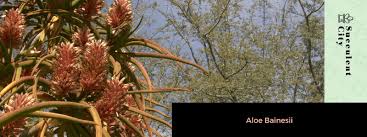 Image result for Aloidendron barberae