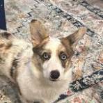 Blue merle corgi is pure pembroke
