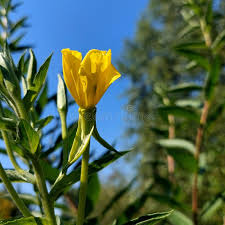 Image result for Onagraceae