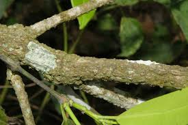 Image result for Hunteria zeylanica