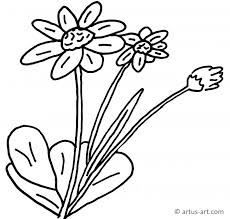 Ganseblumchen Ausmalbild Gratis Ausdrucken Ausmalen Artus Art