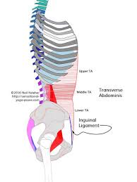 During spinal flexion, the rib cage moves posteriorly, and the ribs are depressed. Effectively Activating Transverse Abdominus