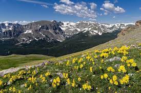 Providing that personal touch with beautiful flowers and convenient delivery is our specialty at flowers on the vine. Colorado Wildflower Road Trip Wsj