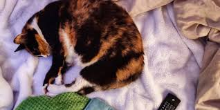 Tips For Traveling With Cats In A Travel Trailer Or Rv Vagabondish