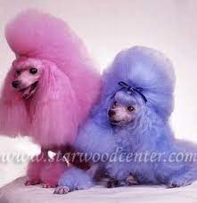 Wish I Had Customers That Would Let Me Do This To Their Poodles Dog Grooming Dyed Dog Poodle Dog