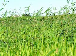 Image result for Aeschynomene glauca