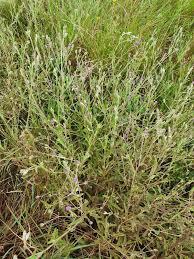 Image result for Gutenbergia cordifolia