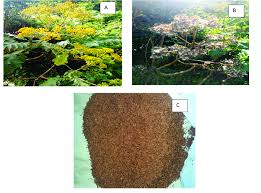 Image result for Solanecio