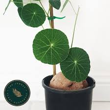 Native to thailand, stephania erecta is a wonderful feature plant for any collection. Stephania Erecta The Rare Unicorn Pre Order Mid July The Jungle Collective