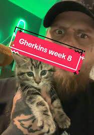 #picklebarncat #pickle #gherkins #kitten #kitty #catdistributionsystem  #farm #thegherkining