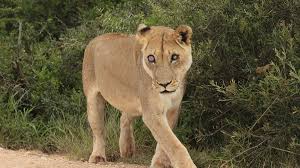 A small, aging pride of lions