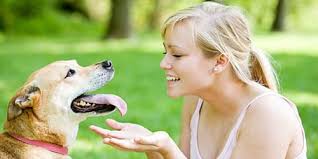 Tapi mengapa bermimpi tentang anjing hitam? Apabila Anda Melihat Anjing Dalam Mimpi Anjing Yang Baik Menurut Buku Impian Tafsiran Mengikut Buku Impian Miller