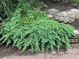 Juniperus Procumbens Nana Dwarf Japanese Garden Juniper Conifer Trinomial American Conifer Society