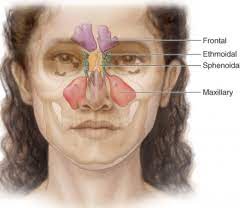 Staats Orl Sinusitis Foreign Language Flashcards Cram Com