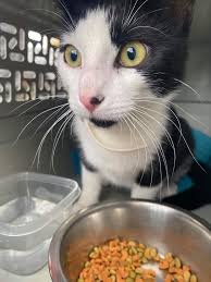 Deceased Female Cat Found in Janesville, WI