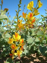 Image result for Adenolobus pechuelii