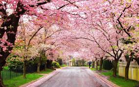 Image result for flowering trees