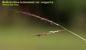 Image result for Bothriochloa radicans