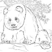 Ausmalbilder Riesenpanda Malvorlagen Kostenlos Zum Ausdrucken